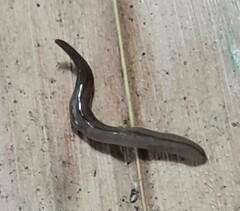 Geoplanidae