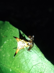 Micrathena acuta