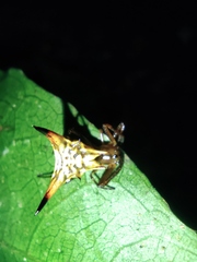 Micrathena acuta
