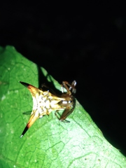 Micrathena acuta