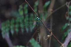 Polycanthagyna ornithocephala