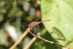 Sympetrum meridionale