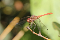 Sympetrum meridionale