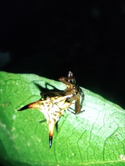Micrathena acuta