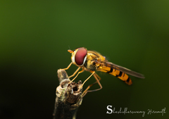 Episyrphus viridaureus