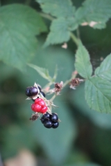 Rubus