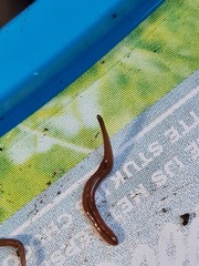Geoplanidae
