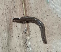 Geoplanidae