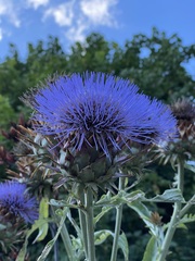 Cynara cardunculus