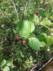 Rubus