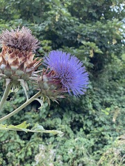 Cynara cardunculus