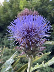 Cynara cardunculus