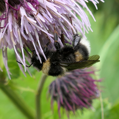 Bombus sporadicus