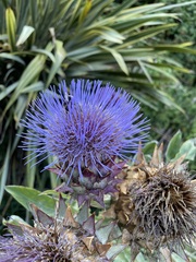 Cynara cardunculus