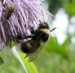 Bombus sporadicus