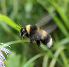Bombus sporadicus