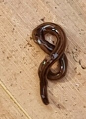 Geoplanidae
