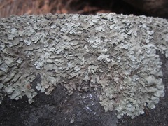 Xanthoparmelia lineola