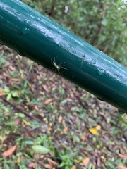 Lyssomanes