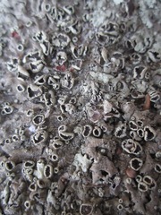 Xanthoparmelia lineola