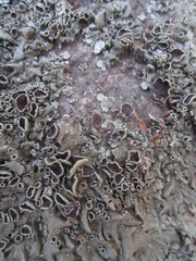 Xanthoparmelia lineola