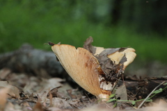 Bresadolia craterella