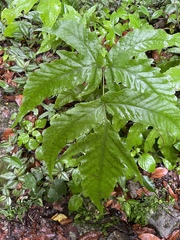 Tectaria heracleifolia