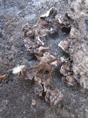 Xanthoparmelia lineola