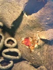 Xanthoparmelia lineola