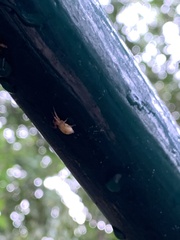 Anyphaenidae