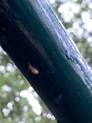 Anyphaenidae