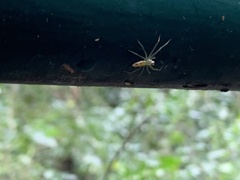 Lyssomanes