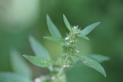 Chaiturus marrubiastrum