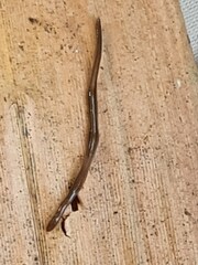 Geoplanidae