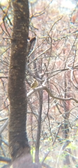 Empidonax fulvifrons