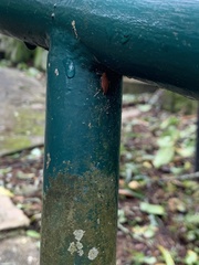 Ectobiidae