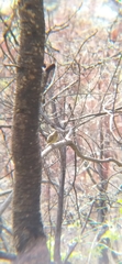 Empidonax fulvifrons