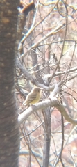 Empidonax fulvifrons