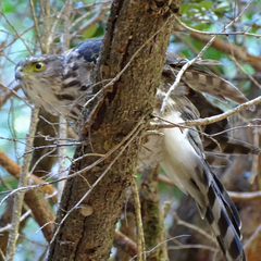 Accipiter chilensis