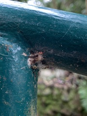 Hemiptera
