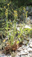 Crepis pannonica
