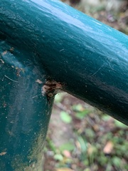 Hemiptera