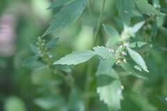 Chaiturus marrubiastrum