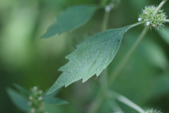 Chaiturus marrubiastrum