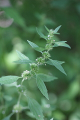 Chaiturus marrubiastrum