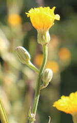 Crepis pannonica