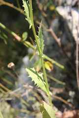 Crepis pannonica