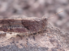 Sphingonotus pachecoi