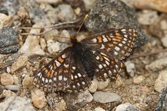 Euphydryas anicia brucei