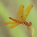 Eastern Amberwing - Photo (c) cameralenswrangler, some rights reserved (CC BY-NC), uploaded by cameralenswrangler